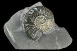Agatized Ammonite (Pleuroceras) Fossil in Rock - Germany #125417-1